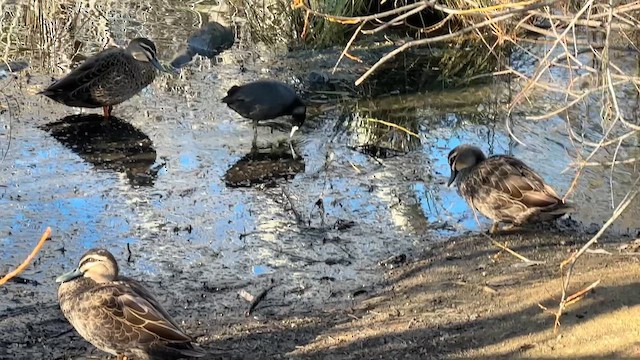 Pacific Black Duck x Mallard (hybrid) - ML659386153