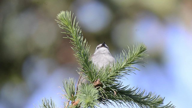 Chipping Sparrow - ML659386190