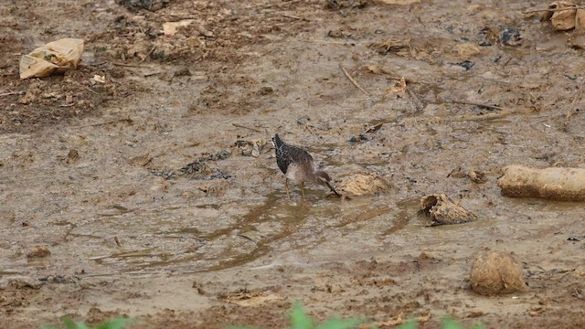Wood Sandpiper - ML659386201