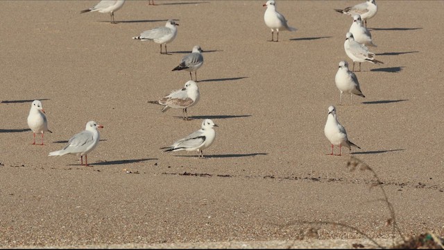 Black-legged Kittiwake - ML659386275