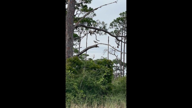 Willet - ML659386286