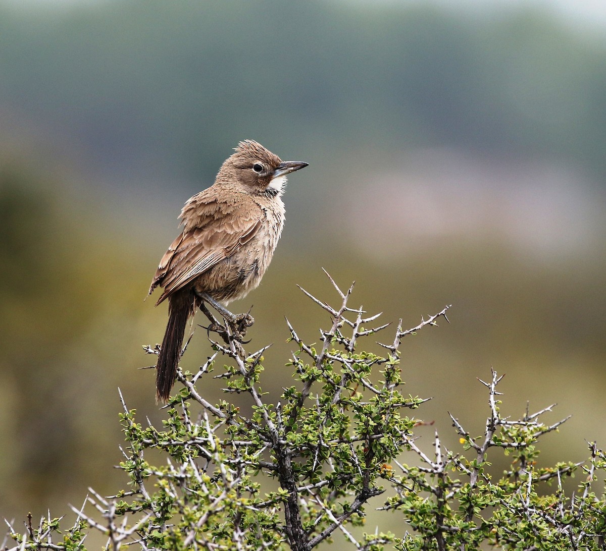 White-throated Cacholote - ML659386351