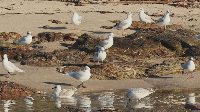 Black-legged Kittiwake - ML659386370