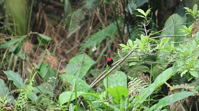 Blue-billed Malimbe - ML659386378
