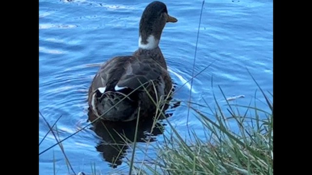 Mallard (Domestic type) - ML659386440