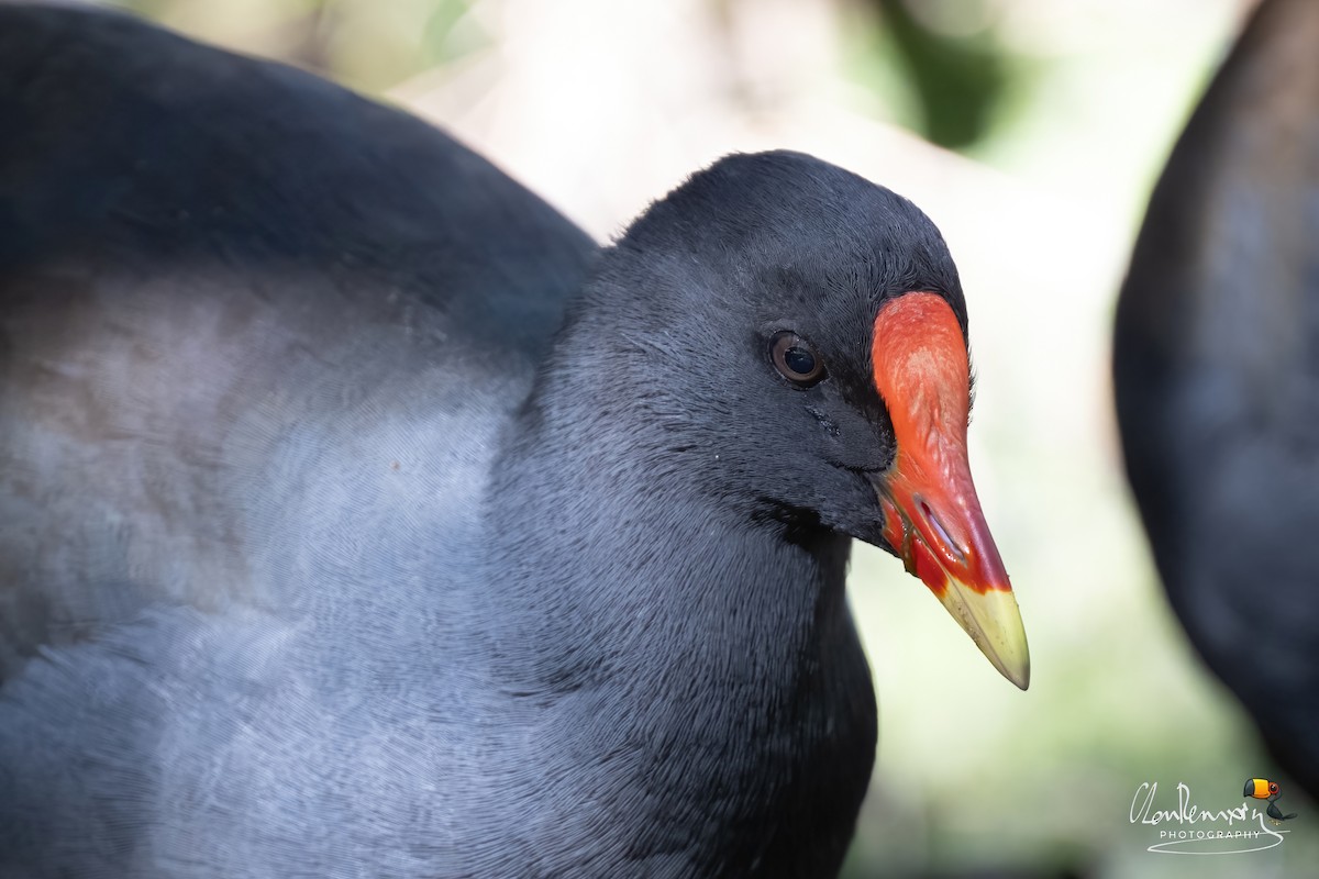 Papuateichhuhn - ML659386496