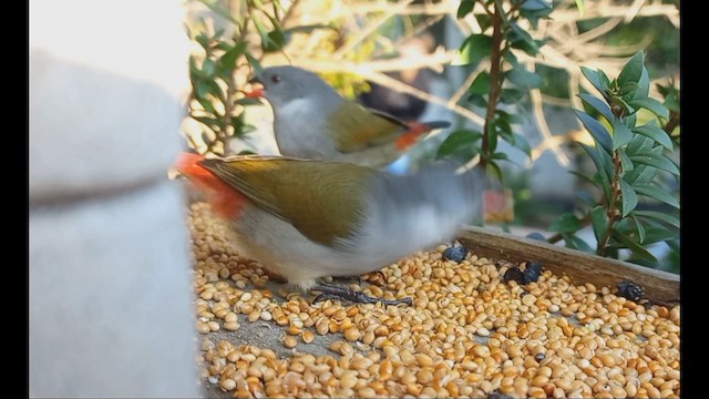 Swee Waxbill - ML659386677