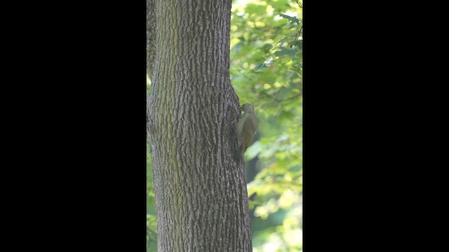 Eurasian Green Woodpecker - ML659386720