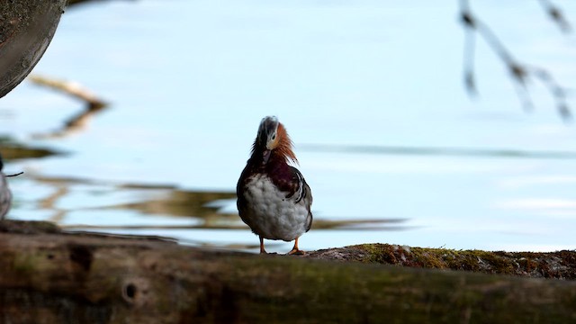 Mandarin Duck - ML659386773
