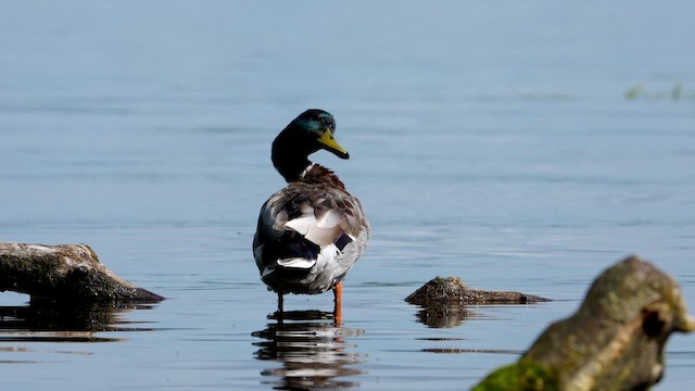 Mallard - ML659386796