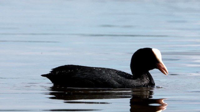 Eurasian Coot - ML659386830