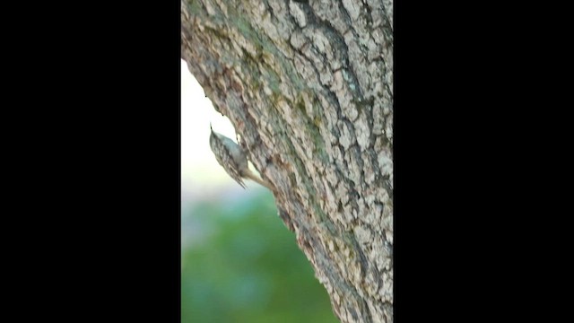 Short-toed Treecreeper - ML659386846