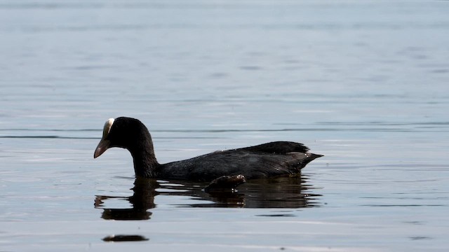 Eurasian Coot - ML659386859