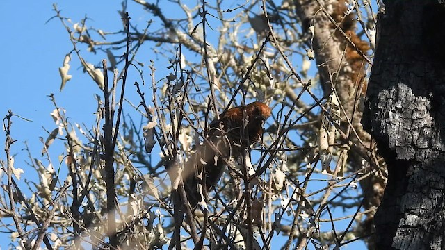 Brown-capped Laughingthrush - ML659386886