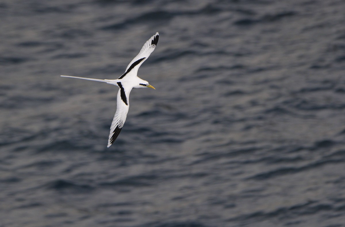 White-tailed Tropicbird - ML659386894