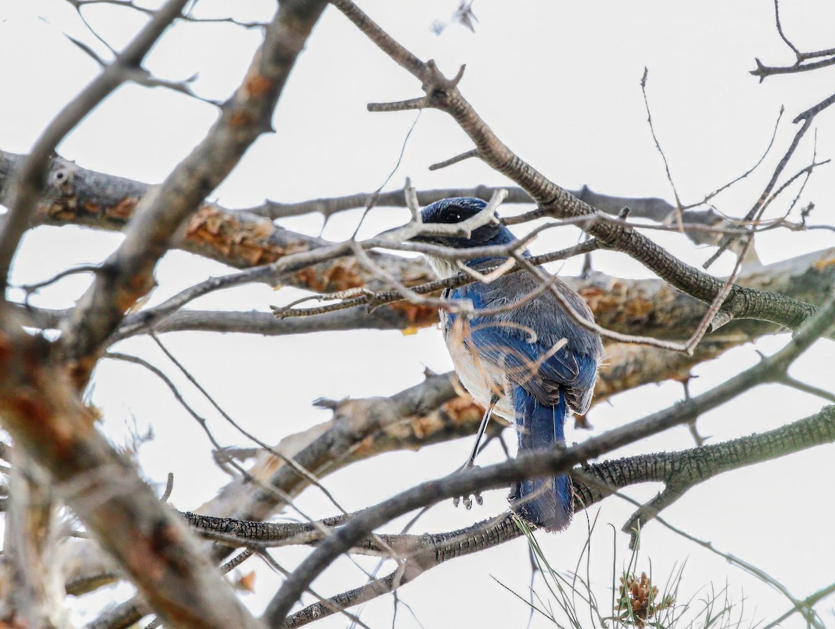 Woodhouse's Scrub-Jay (Woodhouse's) - ML659387499