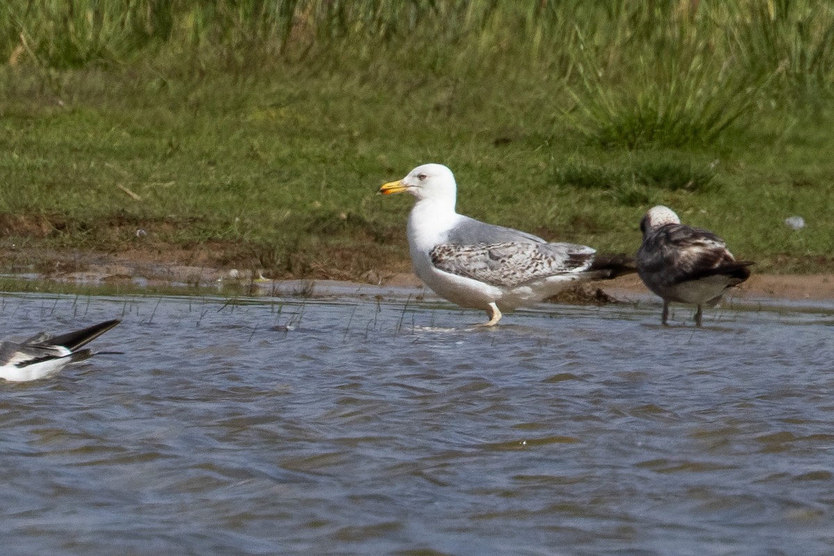 Yellow-legged Gull - ML659387532