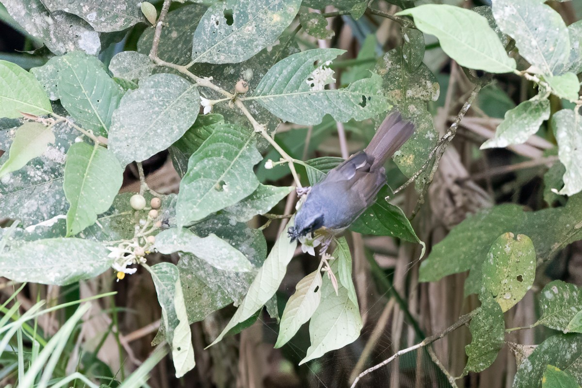 Black-eared Hemispingus - ML659387542