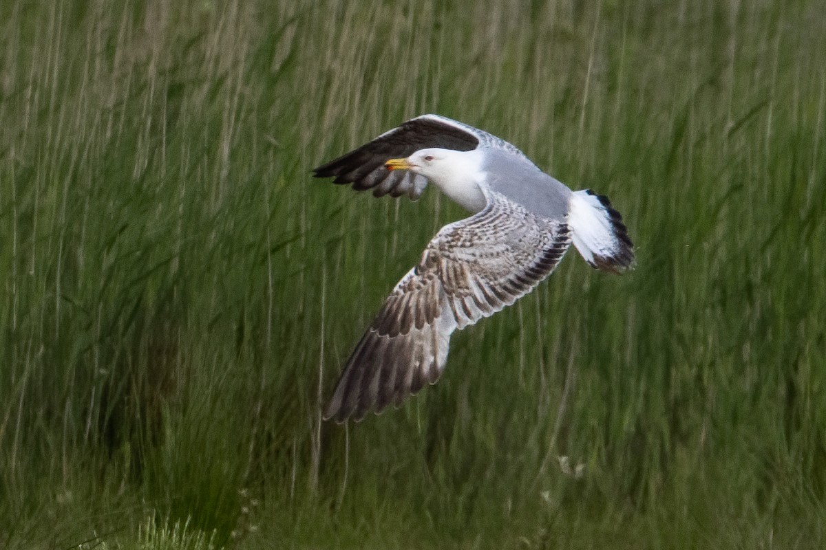 Yellow-legged Gull - ML659387546