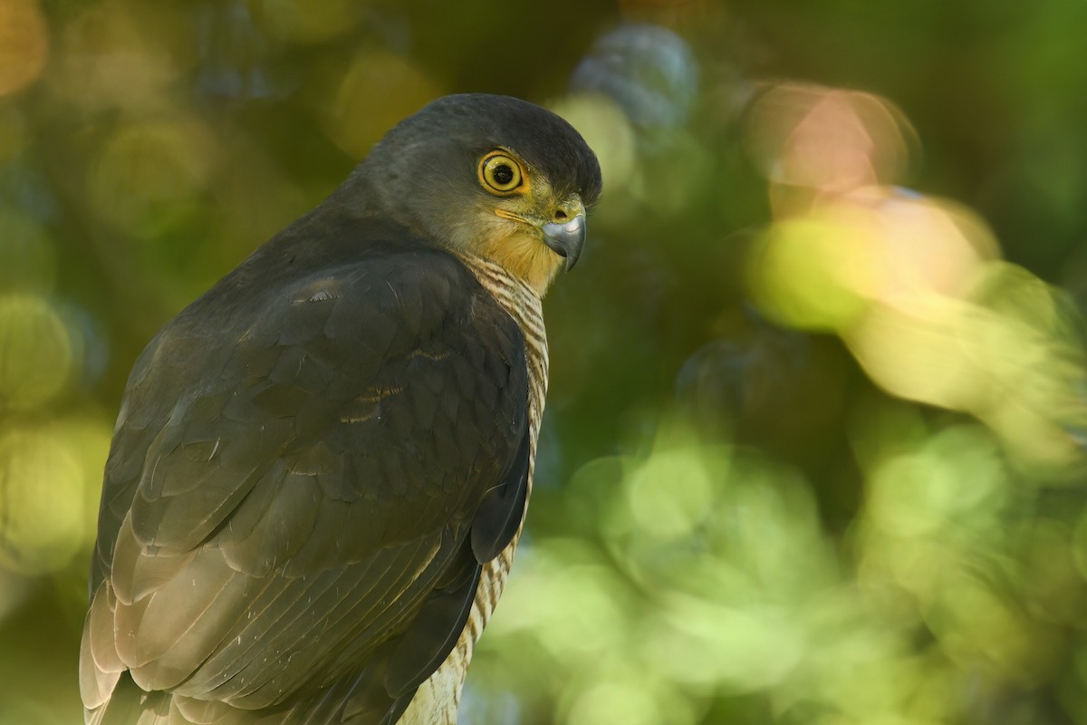 African Goshawk - ML659387579