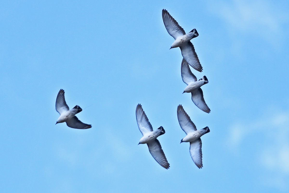 Snow Pigeon - ML659387610
