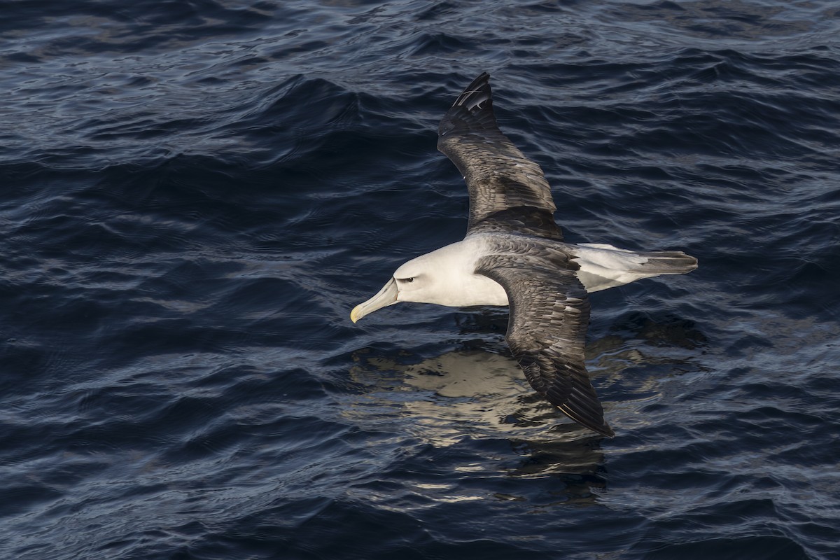 Tasmanalbatros - ML659387802