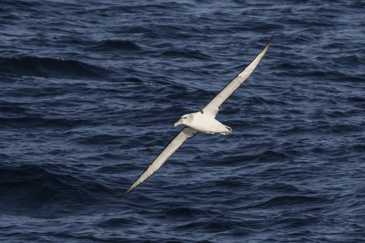 Tasmanalbatros - ML659387803