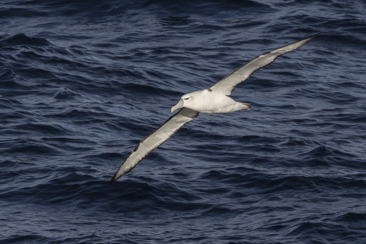Tasmanalbatros - ML659387804