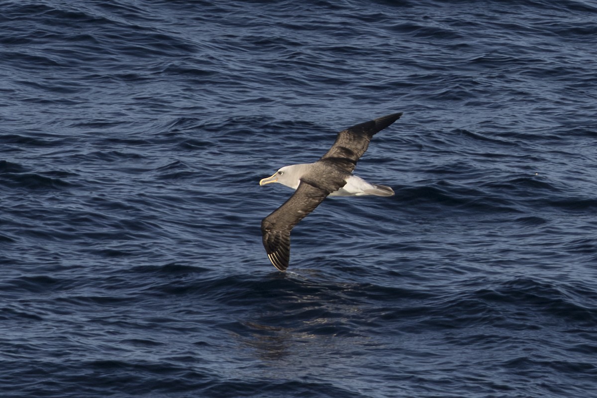 Bulleralbatros - ML659387951