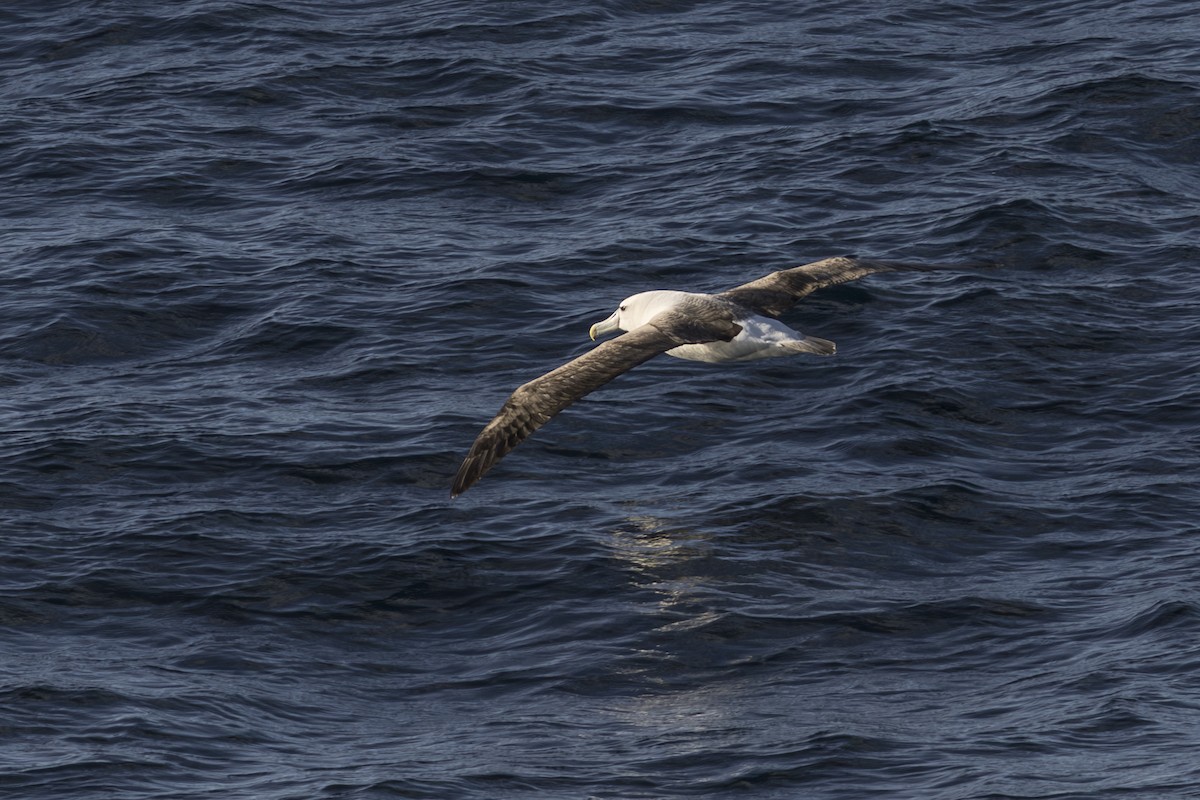 Tasmanalbatros - ML659387957