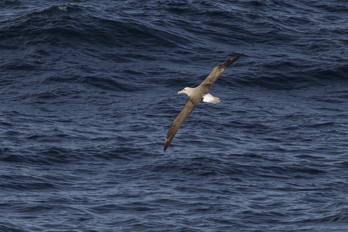 Bulleralbatros - ML659387959