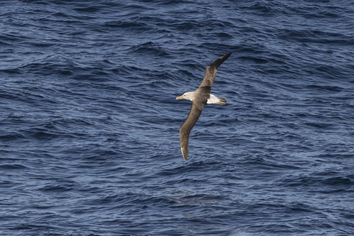 Bulleralbatros - ML659387962