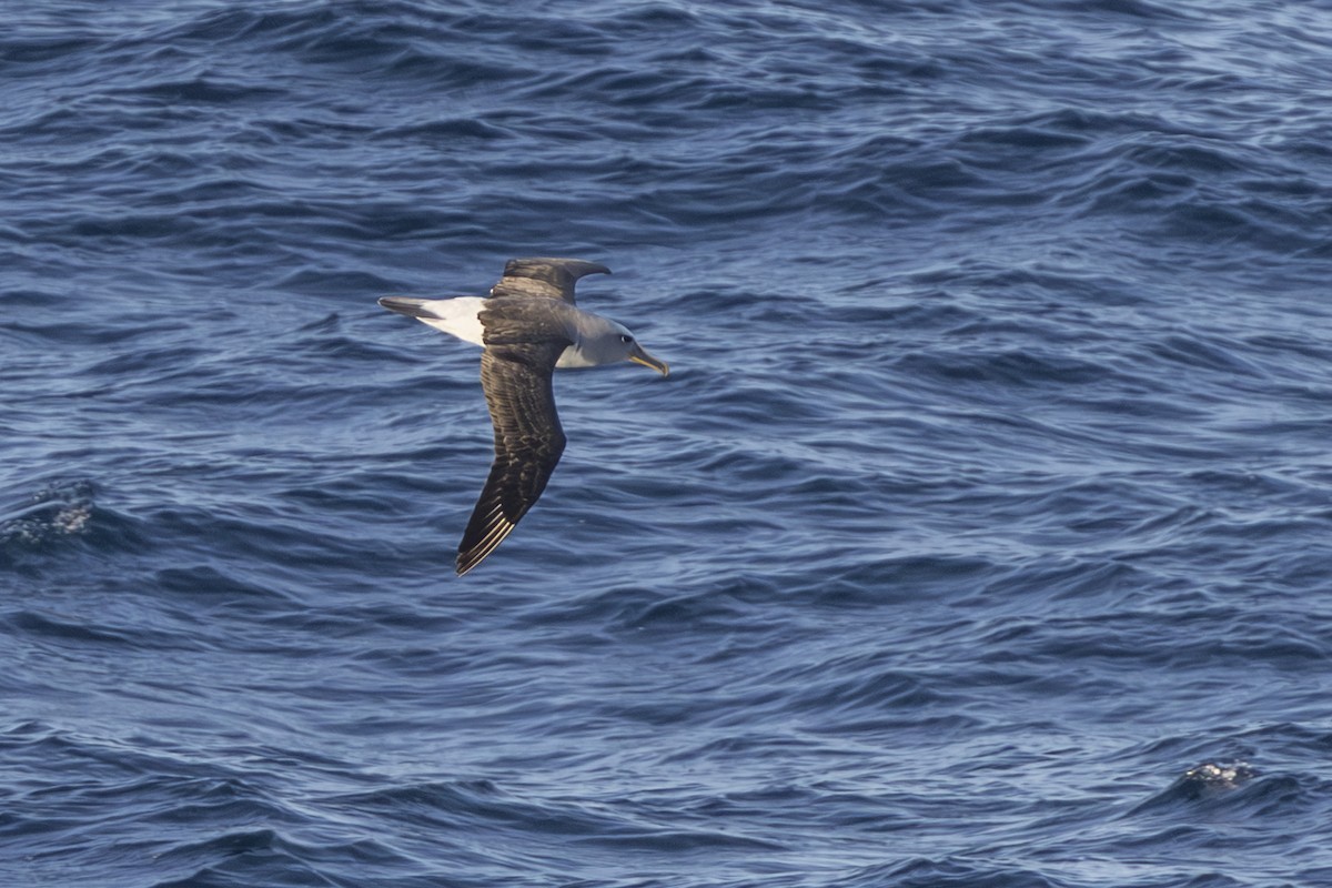Bulleralbatros - ML659387967
