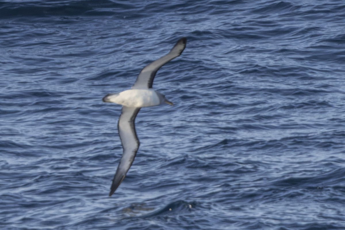 Bulleralbatros - ML659387974