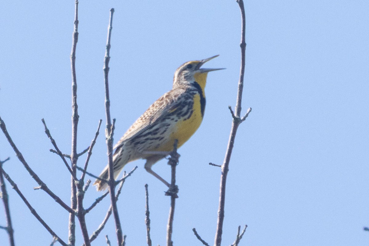 Western Meadowlark - ML659388182