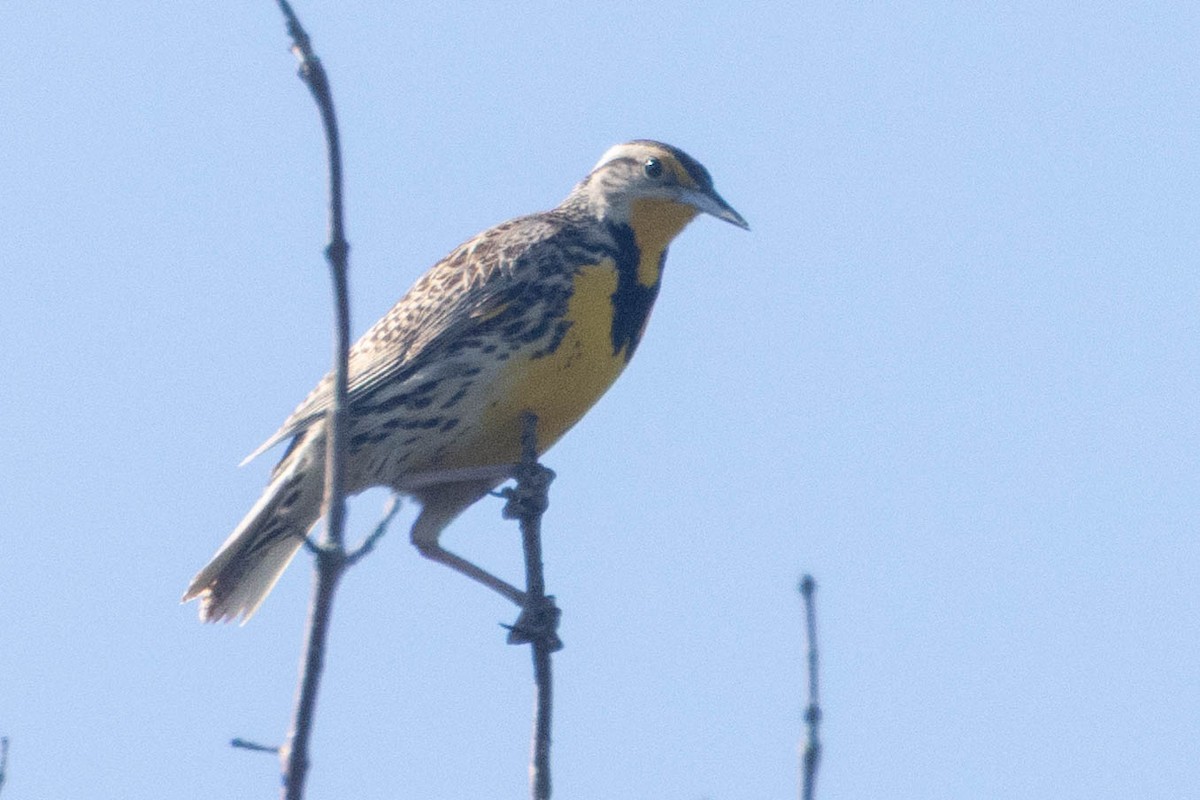 Western Meadowlark - ML659388183