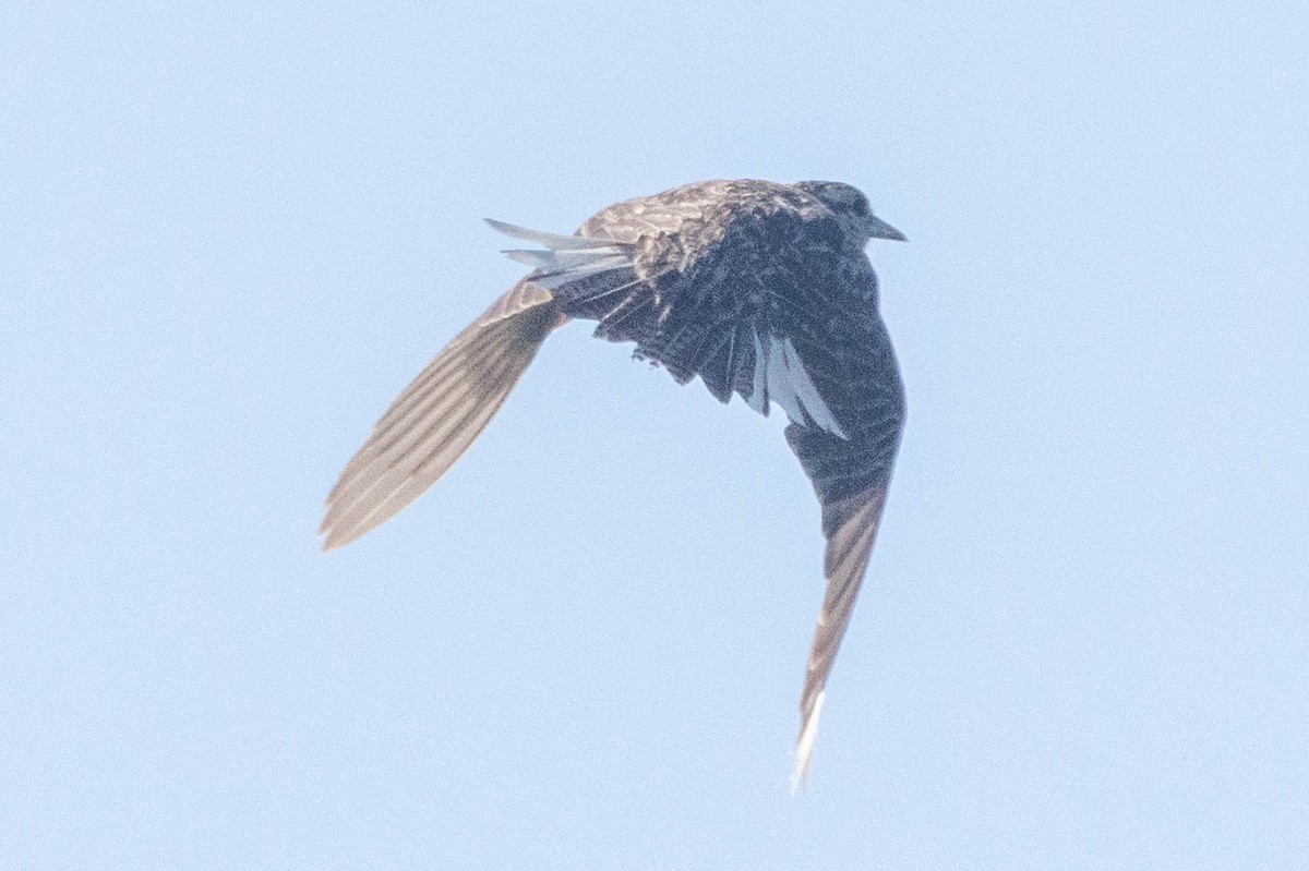 Western Meadowlark - ML659388184
