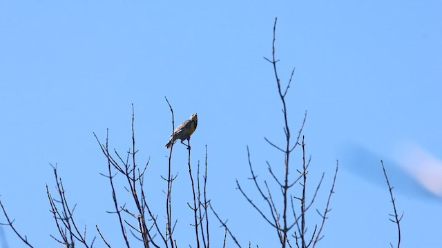Western Meadowlark - ML659388202