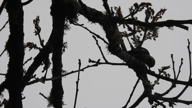 woodpecker sp. - ML659388626