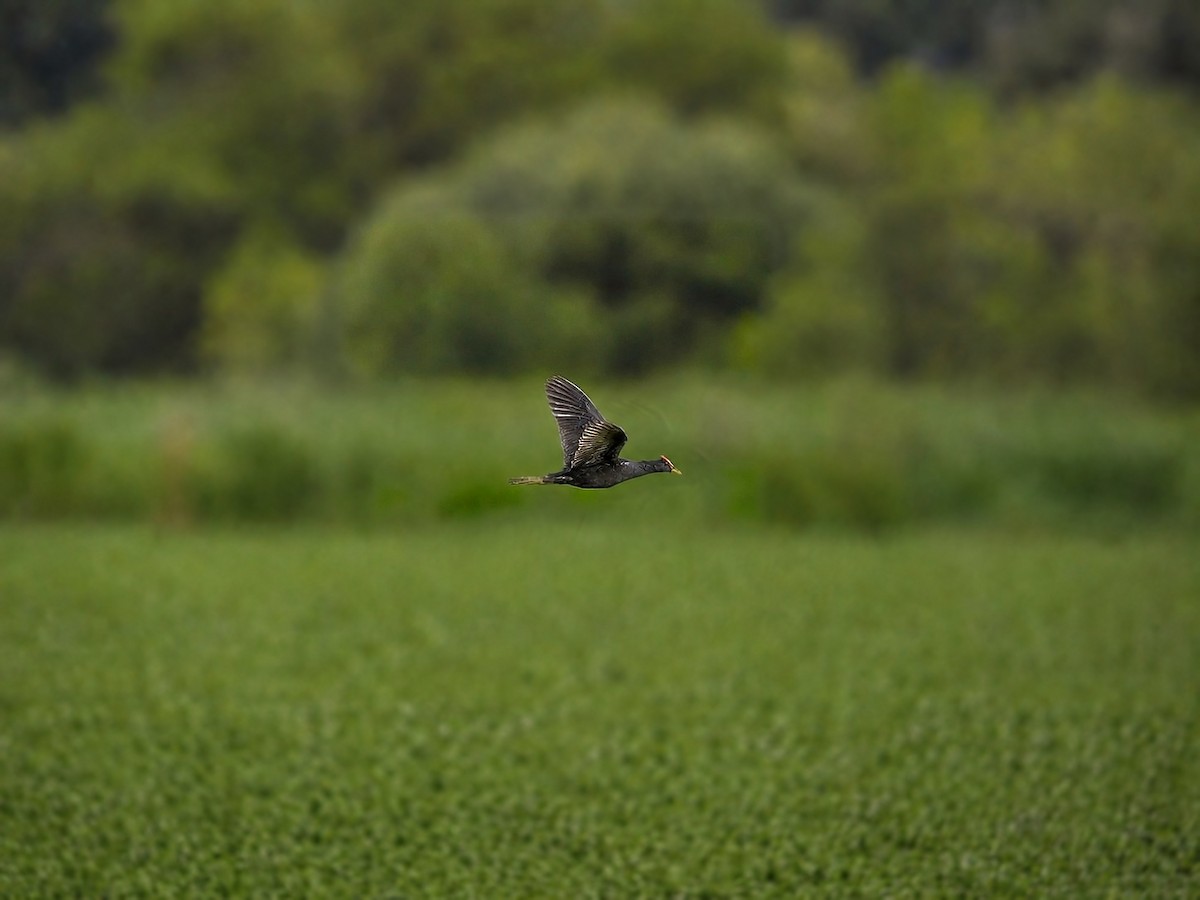 Watercock - ML659388863