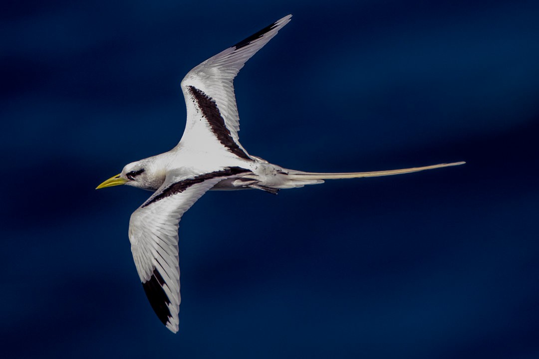 White-tailed Tropicbird - ML659389205