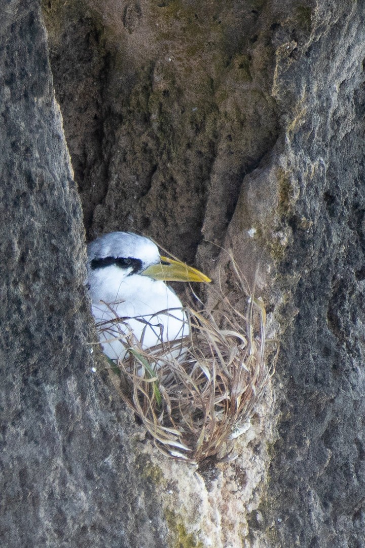 White-tailed Tropicbird - ML659389213