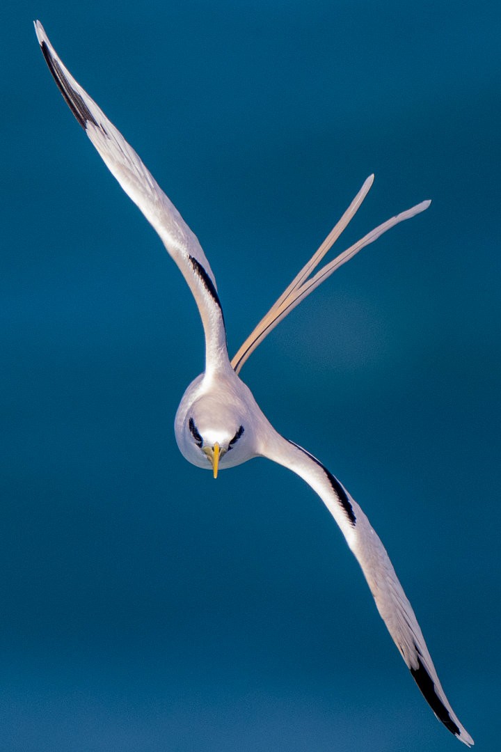 White-tailed Tropicbird - ML659389219