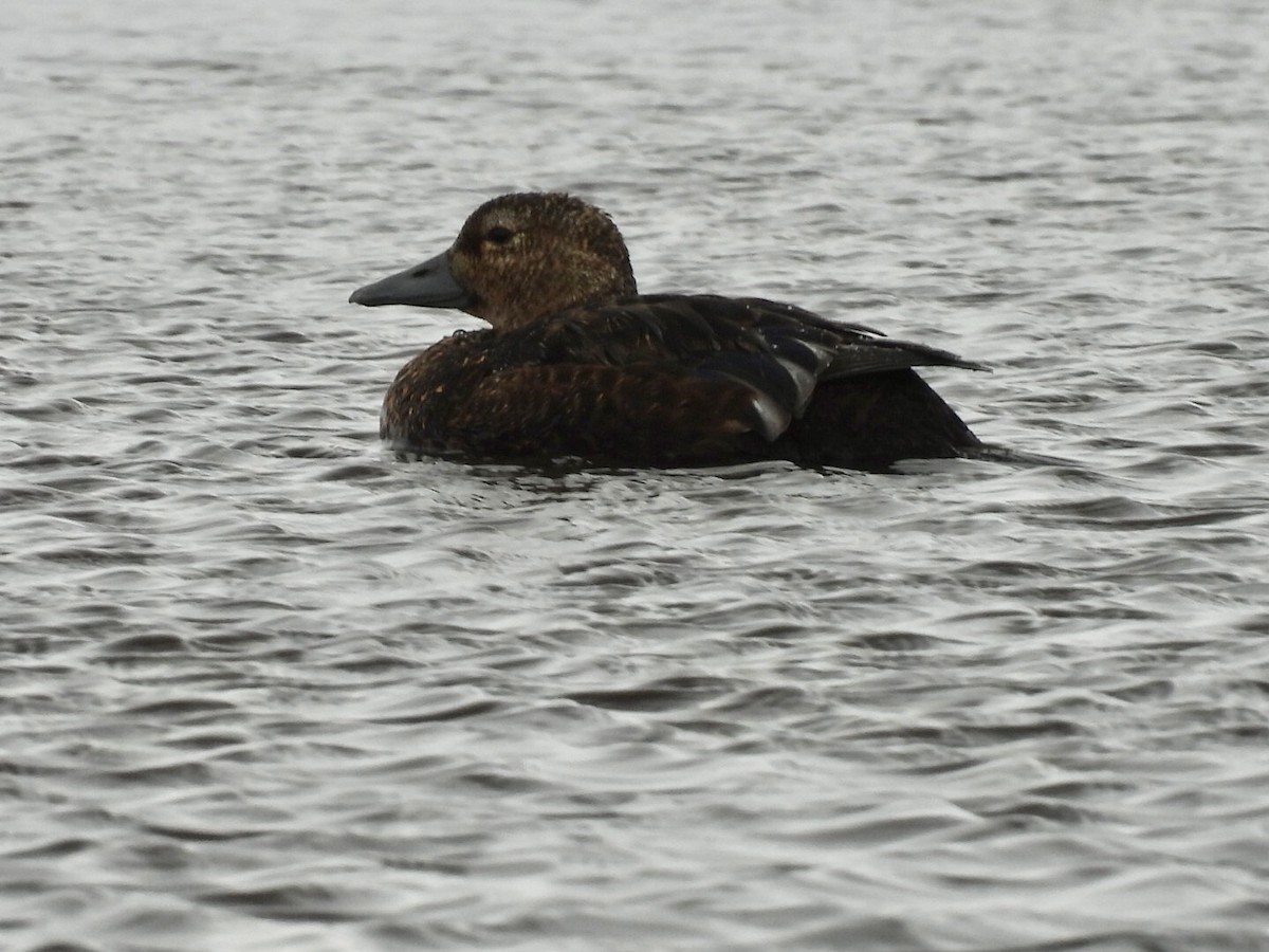 Steller's Eider - ML659390203