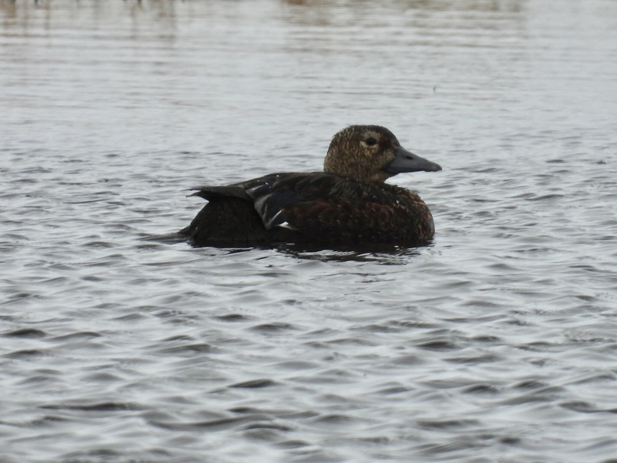 Steller's Eider - ML659390204