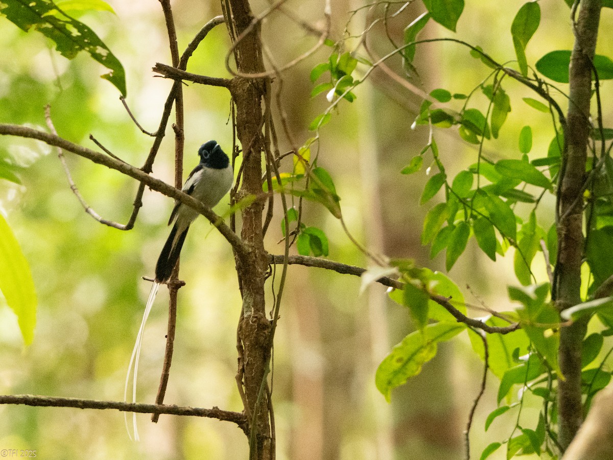 Malagasy Paradise-Flycatcher - ML659390308