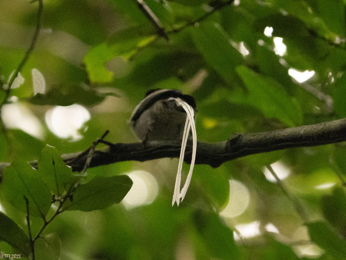 Malagasy Paradise-Flycatcher - ML659390309