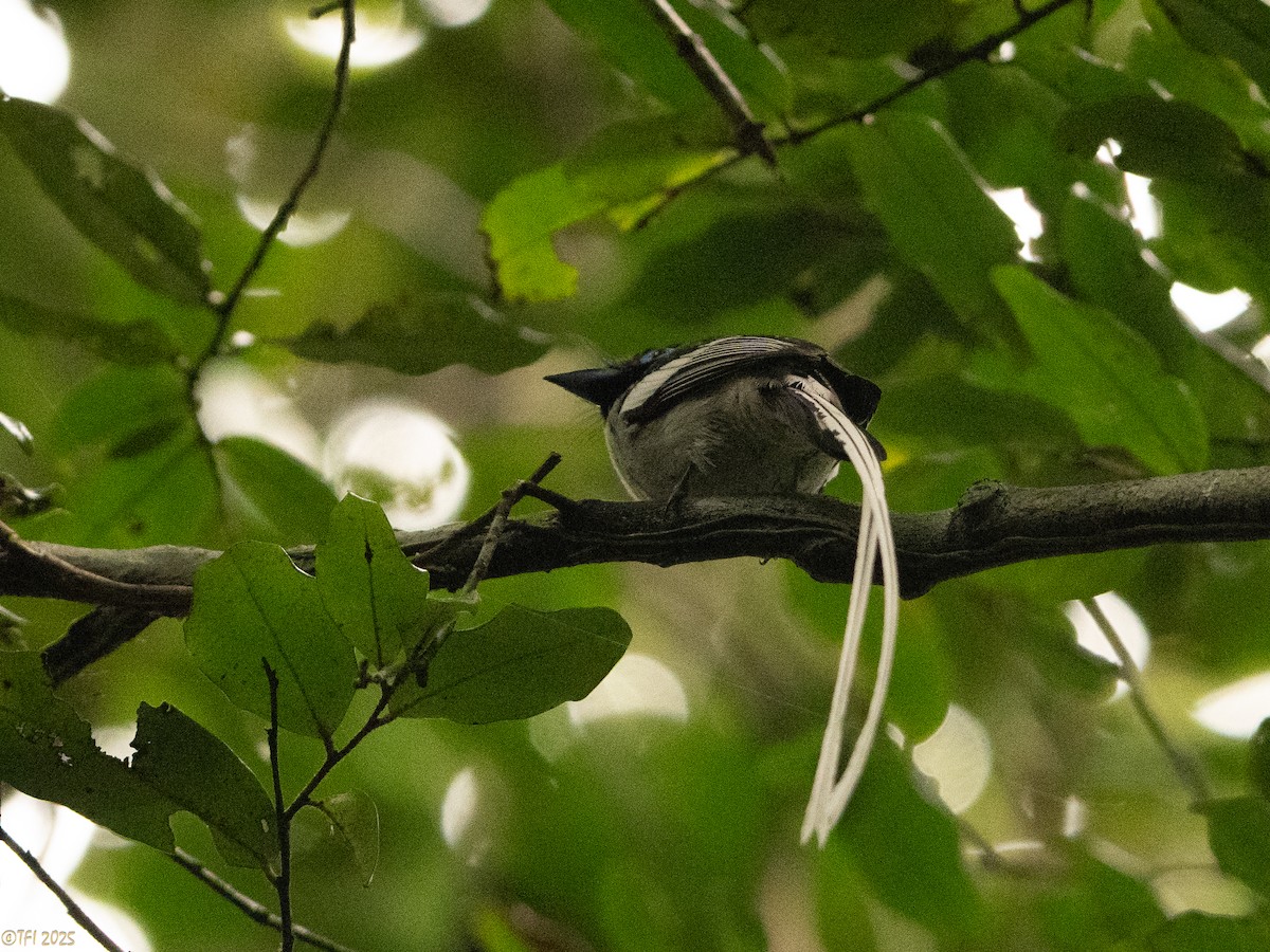 Malagasy Paradise-Flycatcher - ML659390321
