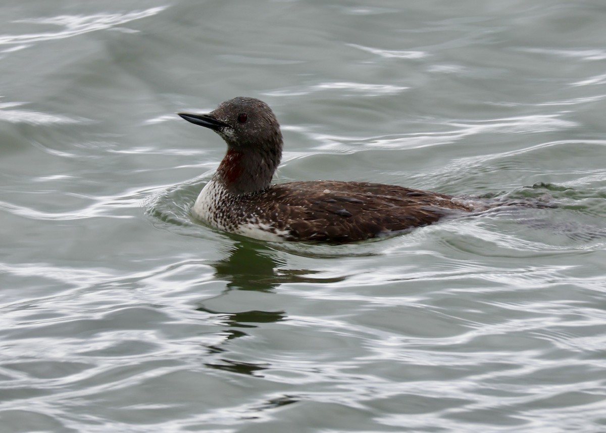 Red-throated Loon - ML659390368
