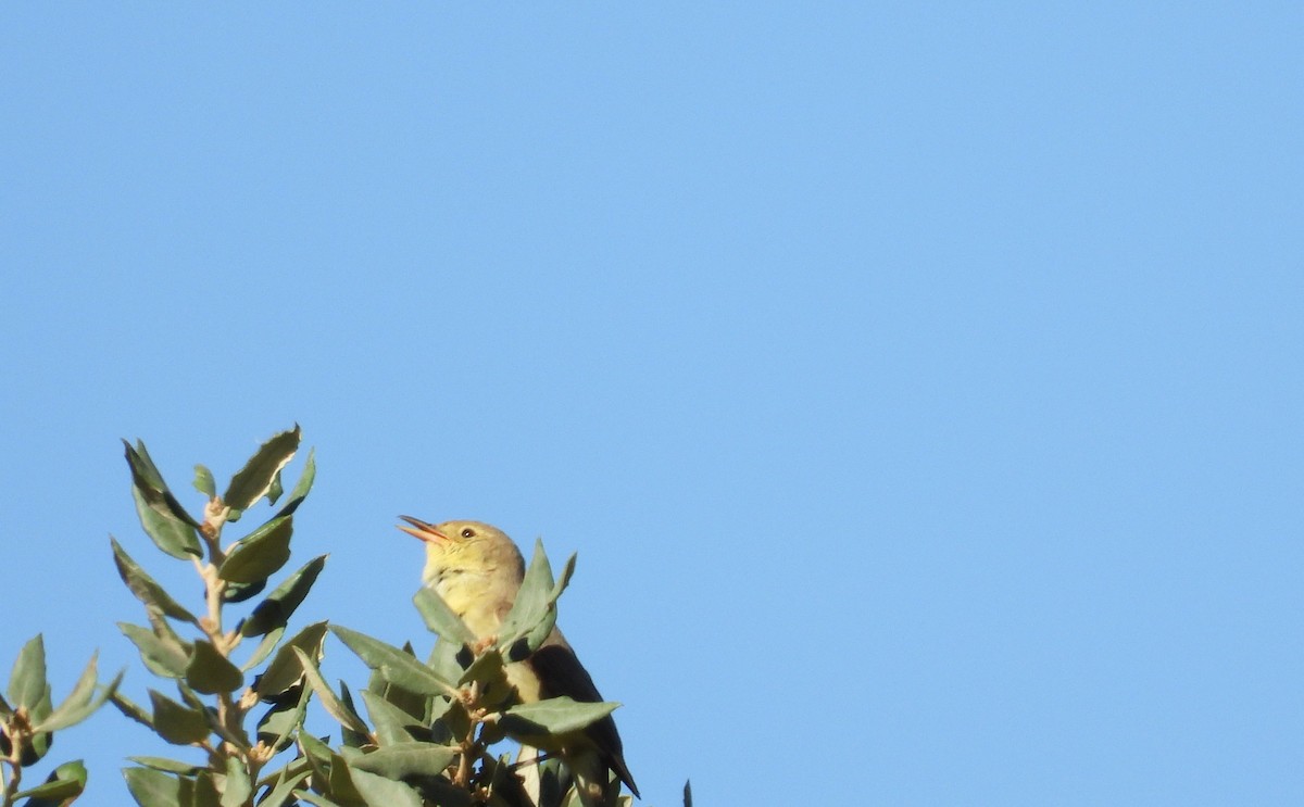 Melodious Warbler - ML659390381